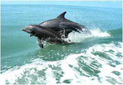 ver golfinhos Algarve